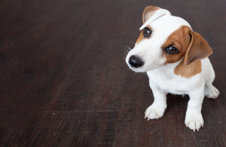 遊びながら楽しく子犬の時からトレーニングできます | 川口市のしつけなら犬が楽しく学べる犬の学び場わんとわん