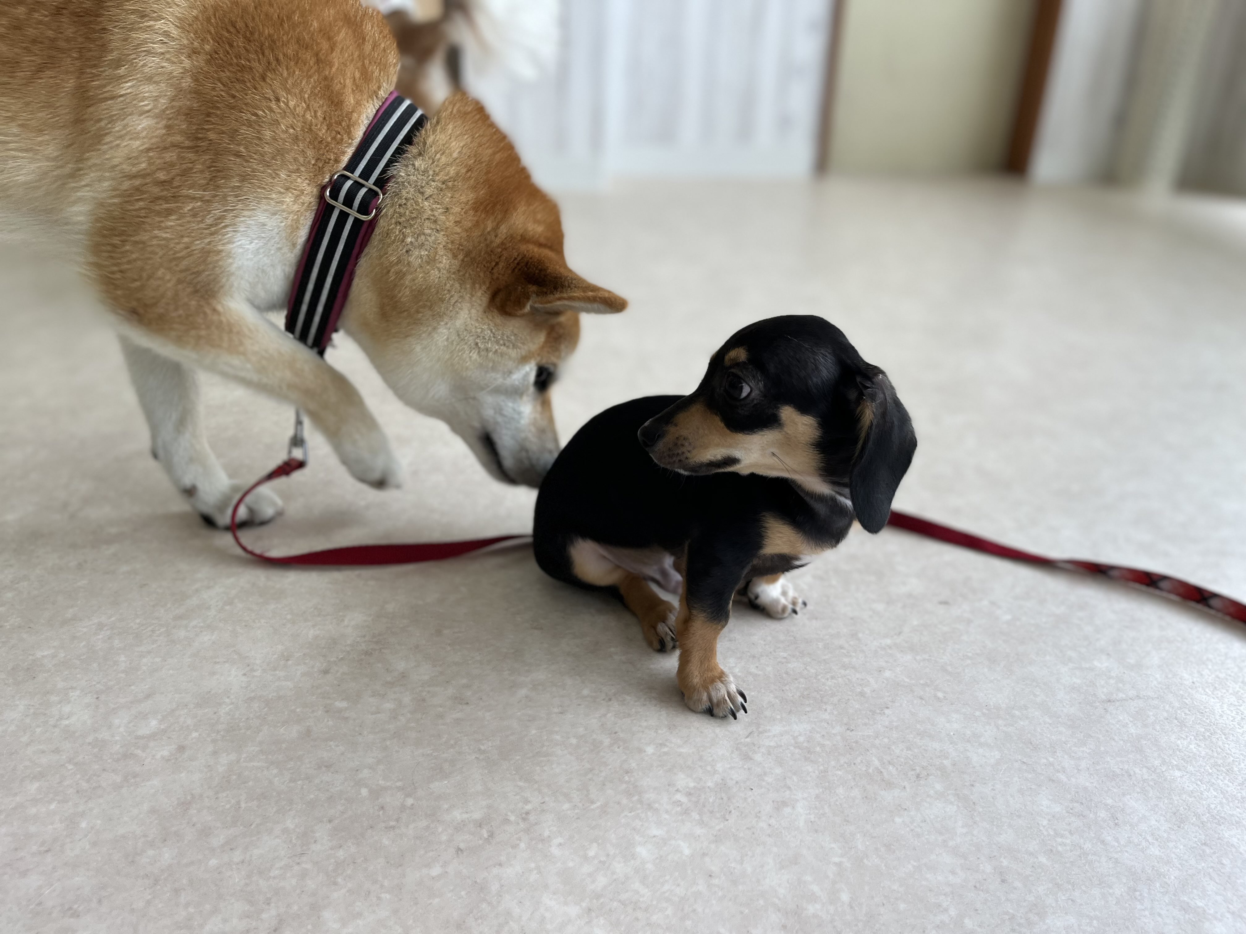 しつけ