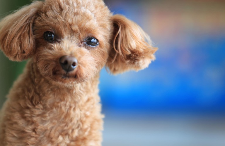 小型犬のトレーニングは楽しく遊びながら行いましょう | 川口市のしつけなら犬が楽しく学べる犬の学び場わんとわん