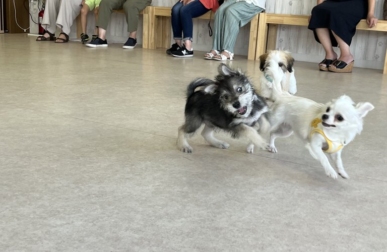 飼い主と犬の両方が学べるドッグスクールです | 川口市のしつけなら　楽しく学べる犬の学び場わんとわん