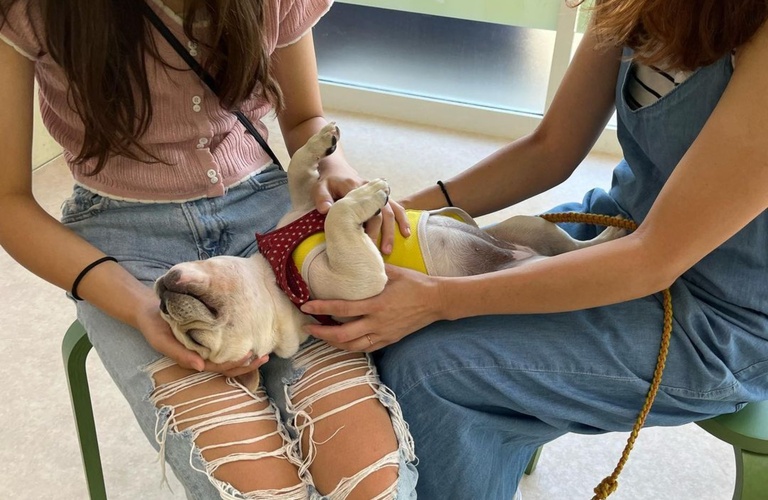 正しい犬の飼い方で楽しいドッグライフを | 川口市のしつけなら犬が楽しく学べる犬の学び場わんとわん