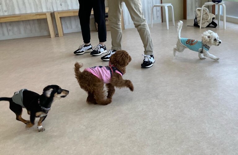 子犬の時からしっかり学習できるパピークラスを開設 | 川口市のしつけなら犬が楽しく学べる犬の学び場わんとわん