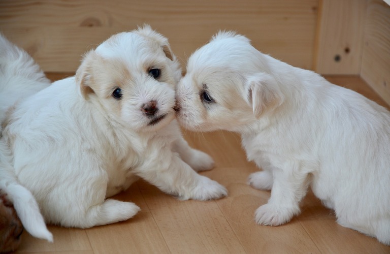 さいたま市からも通える子犬のしつけ教室 | 川口市のしつけなら犬が楽しく学べる犬の学び場わんとわん