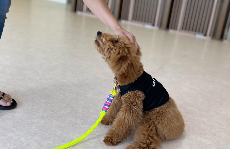 さいたま市で小型犬のしつけ教室をお探しなら| 東川口の犬が楽しく学べる犬の学び場わんとわん