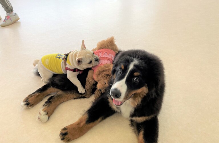 さいたま市の近くでパピーのトレーニング | 東川口の犬が楽しく学べる犬の学び場わんとわん