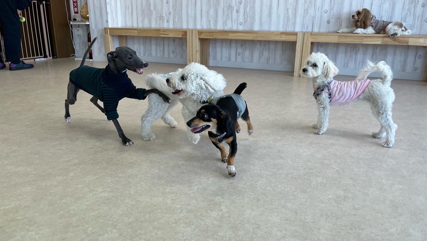 パピークラス