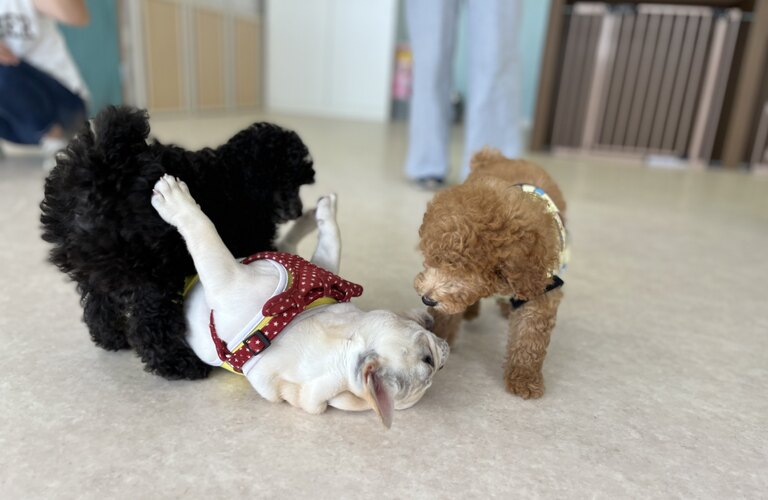 子犬のしつけに悩んだら　川口市のドッグスクール犬の学び場わんとわん