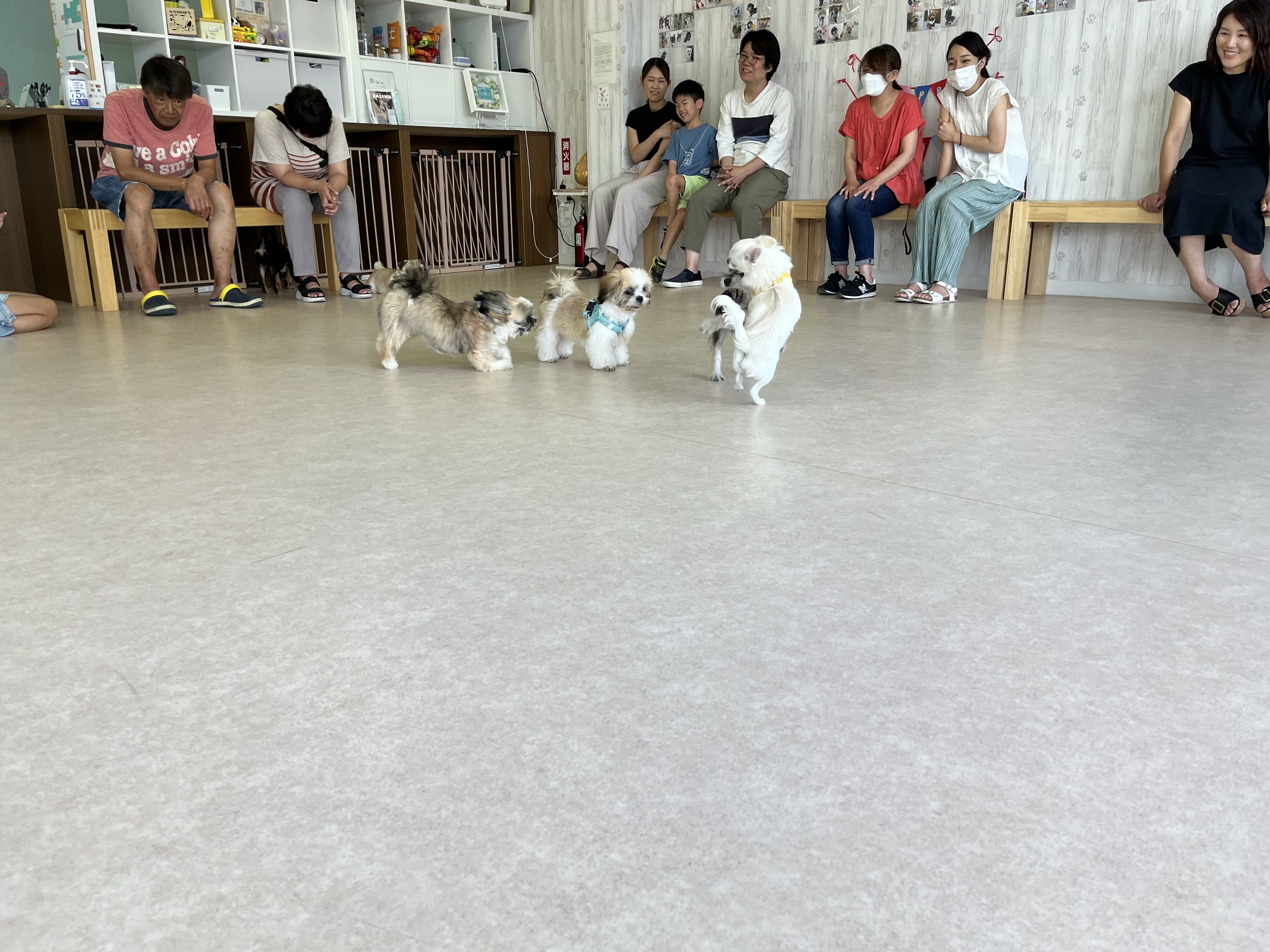 パピークラス