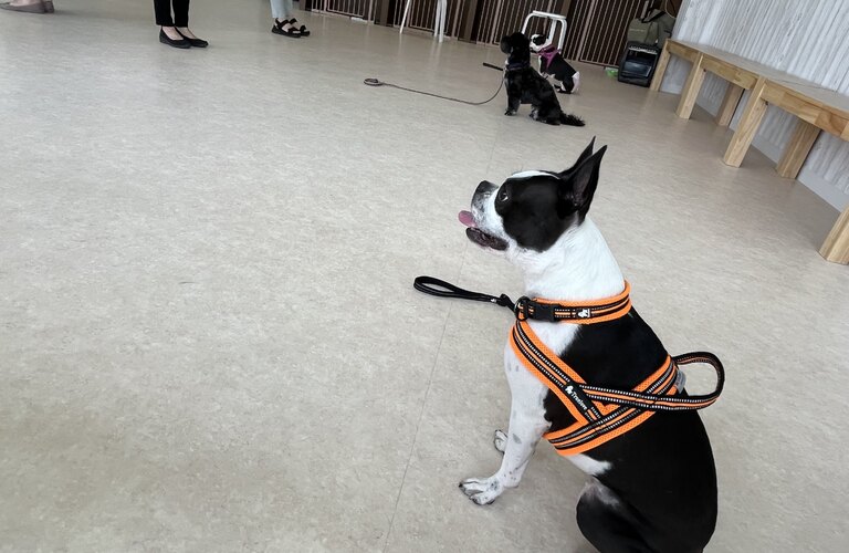 さいたま市から通える犬のしつけ教室をお探しなら　東川口の犬の学び場わんとわん