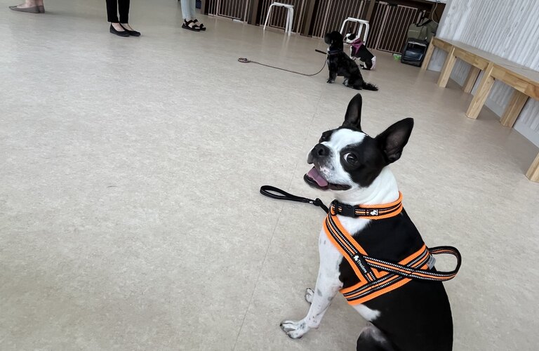 越谷市から通える犬のしつけ教室をお探しなら　東川口の犬の学び場わんとわん