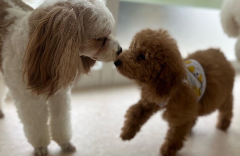 いつから通えばいい？犬の幼稚園　犬の学び場わんとわん