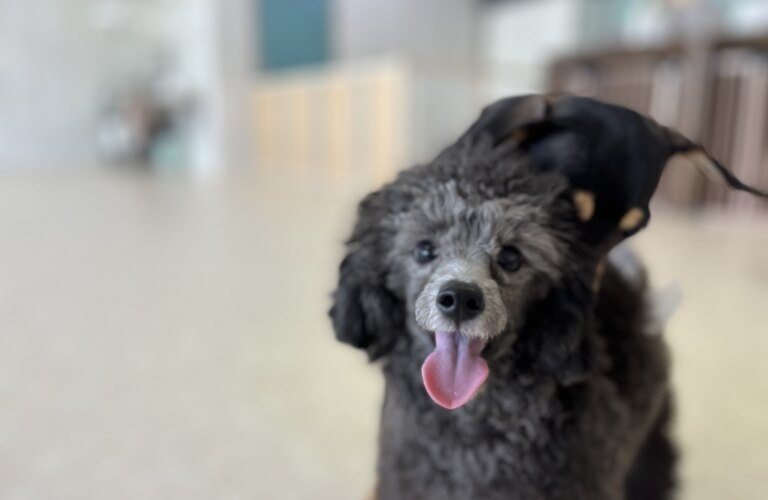 子犬を迎えたらパピークラスへ　犬の学び場わんとわん東川口にオープン