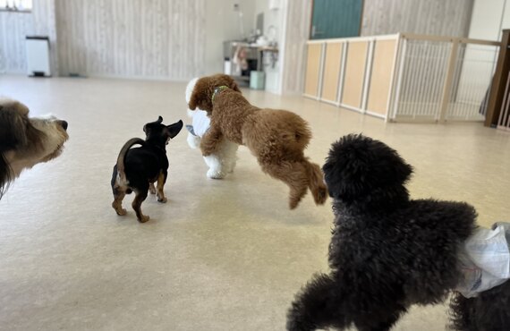東川口に室内ドッグランあります　犬の学び場わんとわん