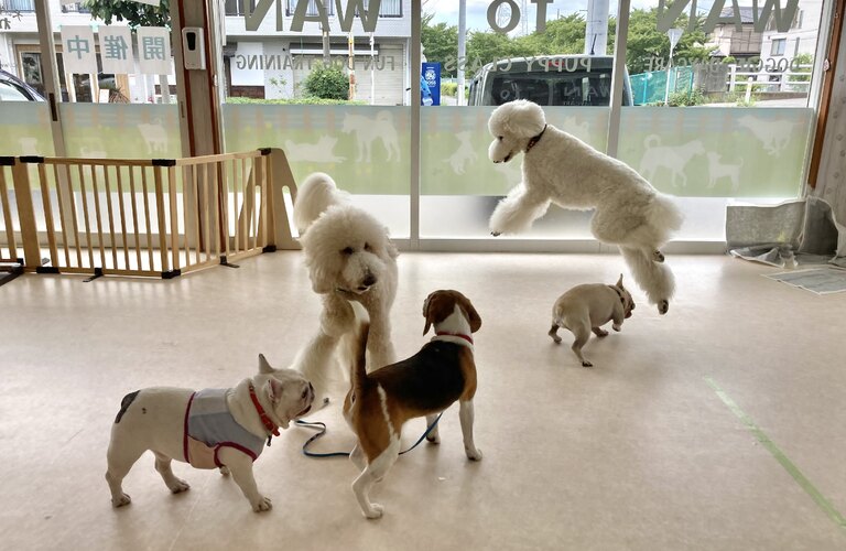 さいたま市にも近い室内ドッグラン東川口にあります　犬の学び場わんとわん