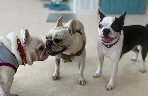 越谷市隣接エリア東川口に室内ドッグランあります｜犬の学び場わんとわん