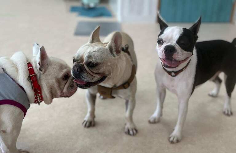 越谷市隣接エリア東川口に室内ドッグランあります｜犬の学び場わんとわん