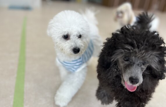 子犬のためのパピークラス9月に開催します