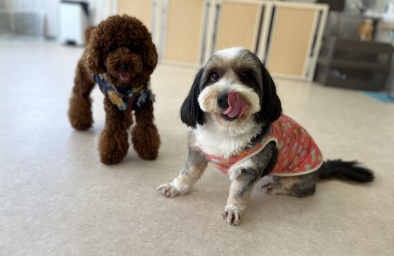 分離不安にお悩みの時は犬の学び場わんとわんへ