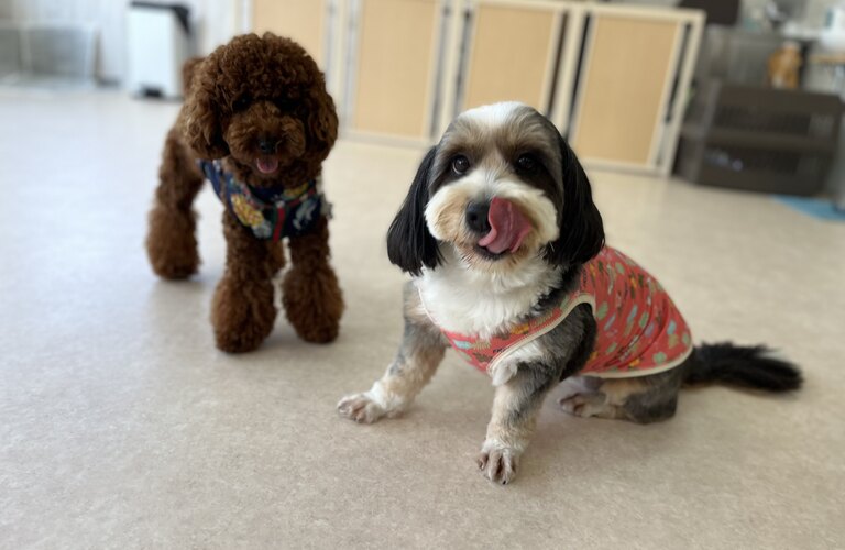 分離不安にお悩みの時は犬の学び場わんとわんへ