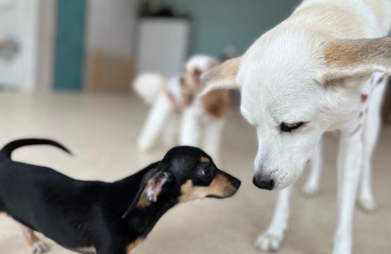 留守番の時間が長いかな？と感じたらさいたま市からも通える犬の幼稚園：犬の学び場わんとわん
