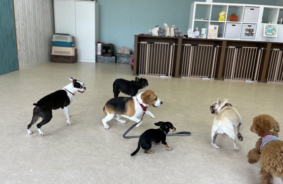 しつけ相談ができる場所をお探しなら　犬の学び場わんとわんへ