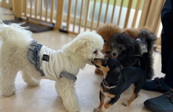 埼玉で犬の幼稚園をお探しなら　犬の学び場わんとわんへ