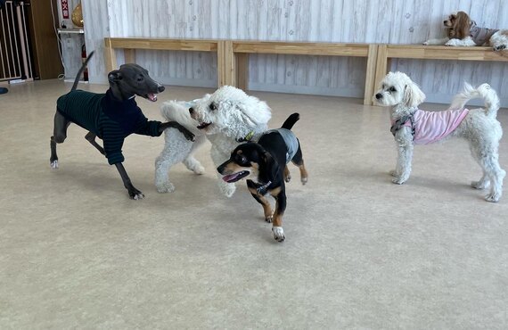 子犬の噛み癖に困ったら　わんとわん犬の幼稚園まで