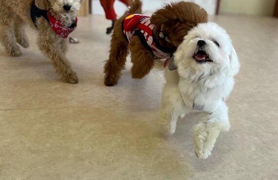 パピークラス参加者募集中！犬の学び場わんとわん　東川口