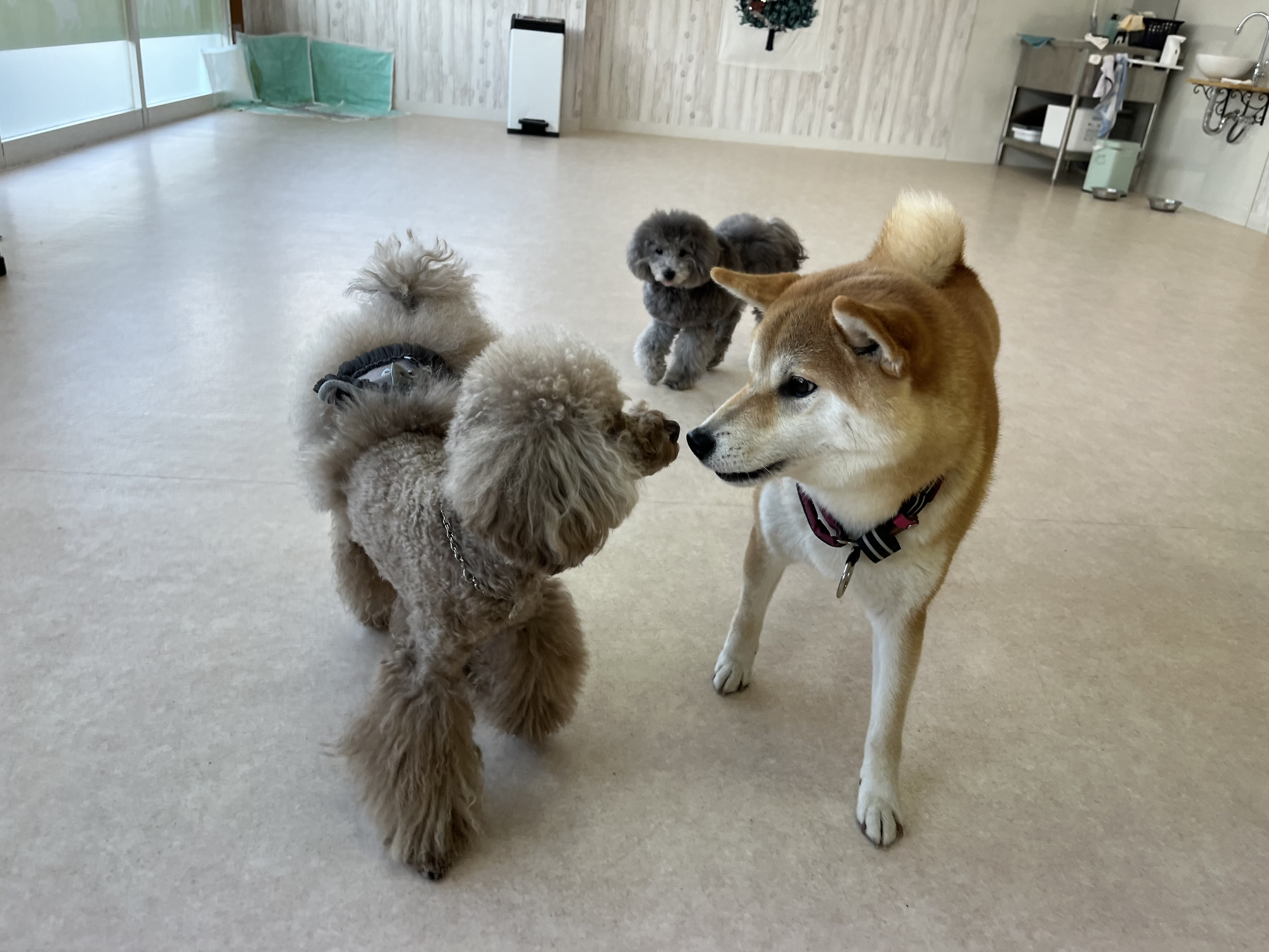しつけ